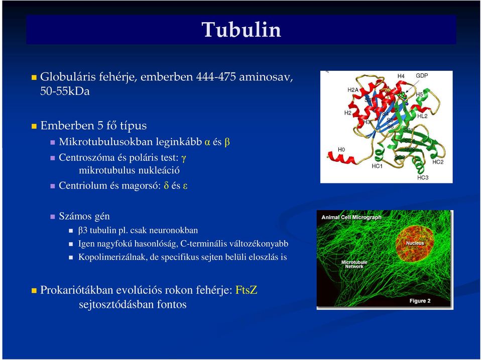 Számos gén β3 tubulin pl.