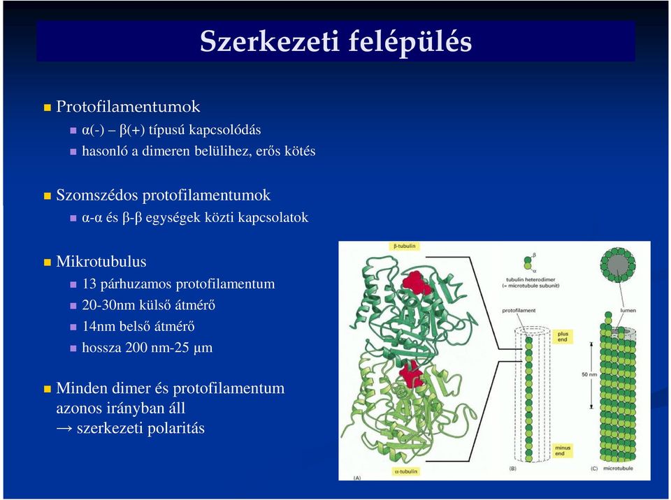 kapcsolatok Mikrotubulus 13 párhuzamos protofilamentum 20-30nm külső átmérő 14nm belső