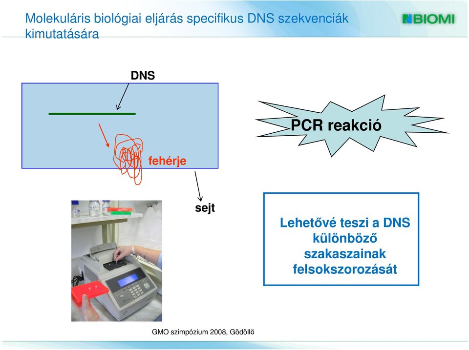 DNS PCR reakció fehérje sejt Lehetővé