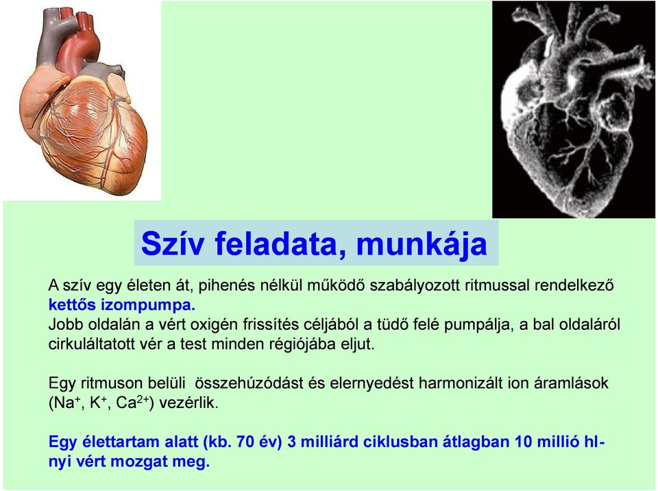 Jobb oldalán a vért oxigén frissítés céljából a tüdő felé pumpálja, a bal oldaláról cirkuláltatott vér a test