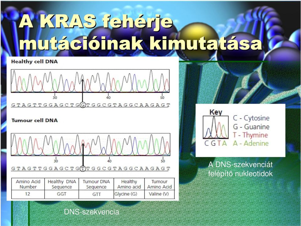 A DNS-szekvenciát