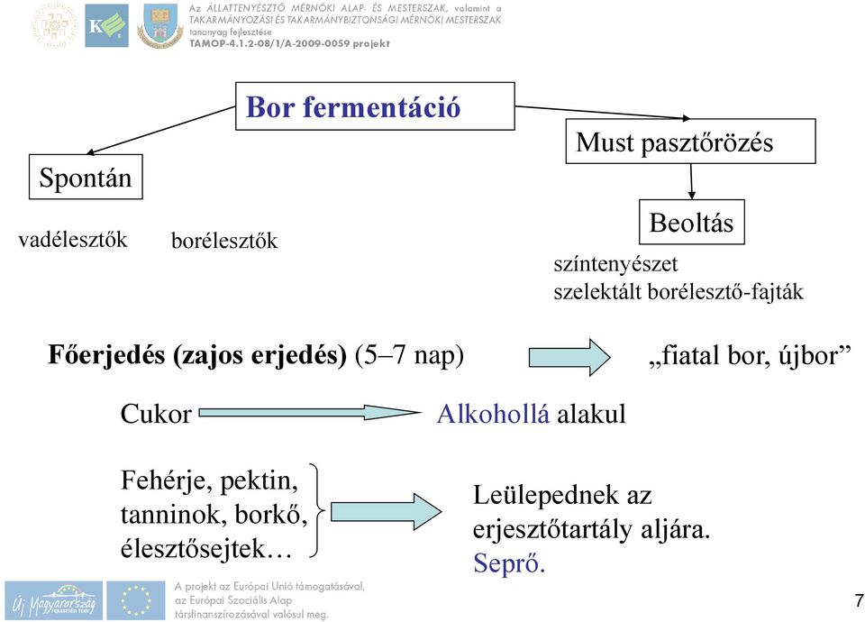 erjedés) (5 7 nap) fiatal bor, újbor Cukor Alkohollá alakul Fehérje,