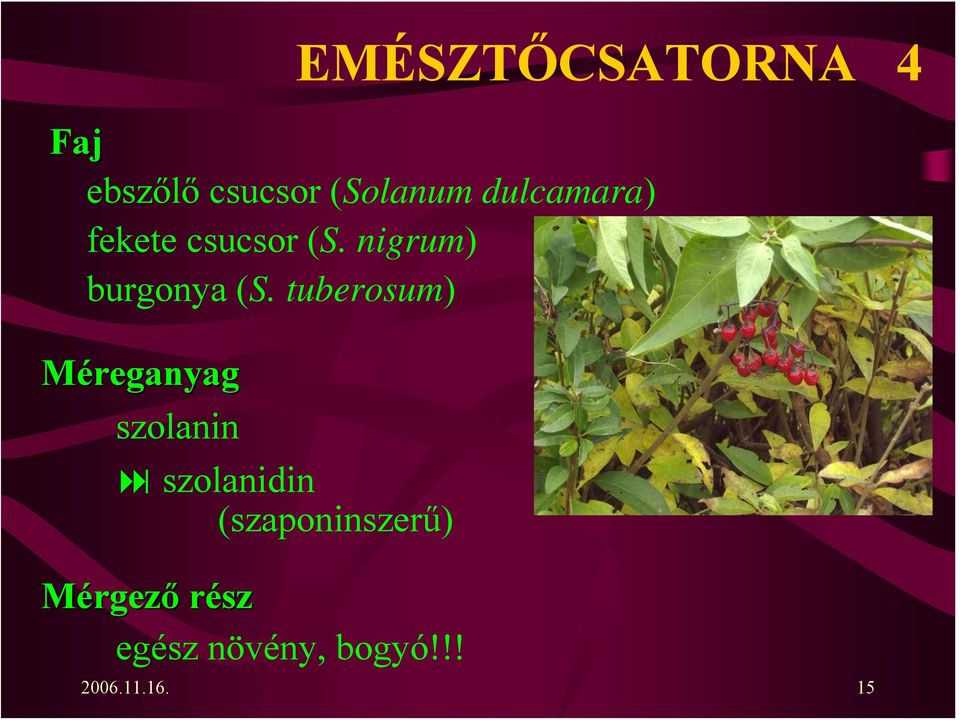 tuberosum) Méreganyag szolanin szolanidin