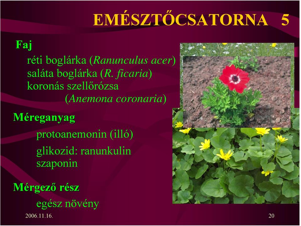 ficaria) koronás szellőrózsa (Anemona coronaria) Méreganyag