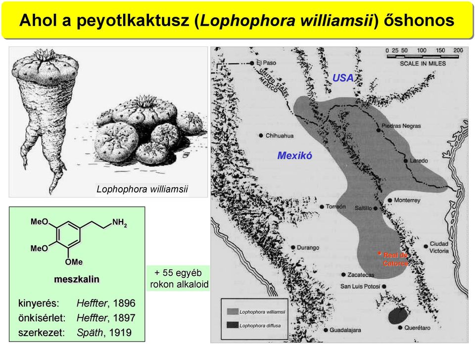 alkaloid Real de Catorce kinyerés: önkísérlet: szerkezet: