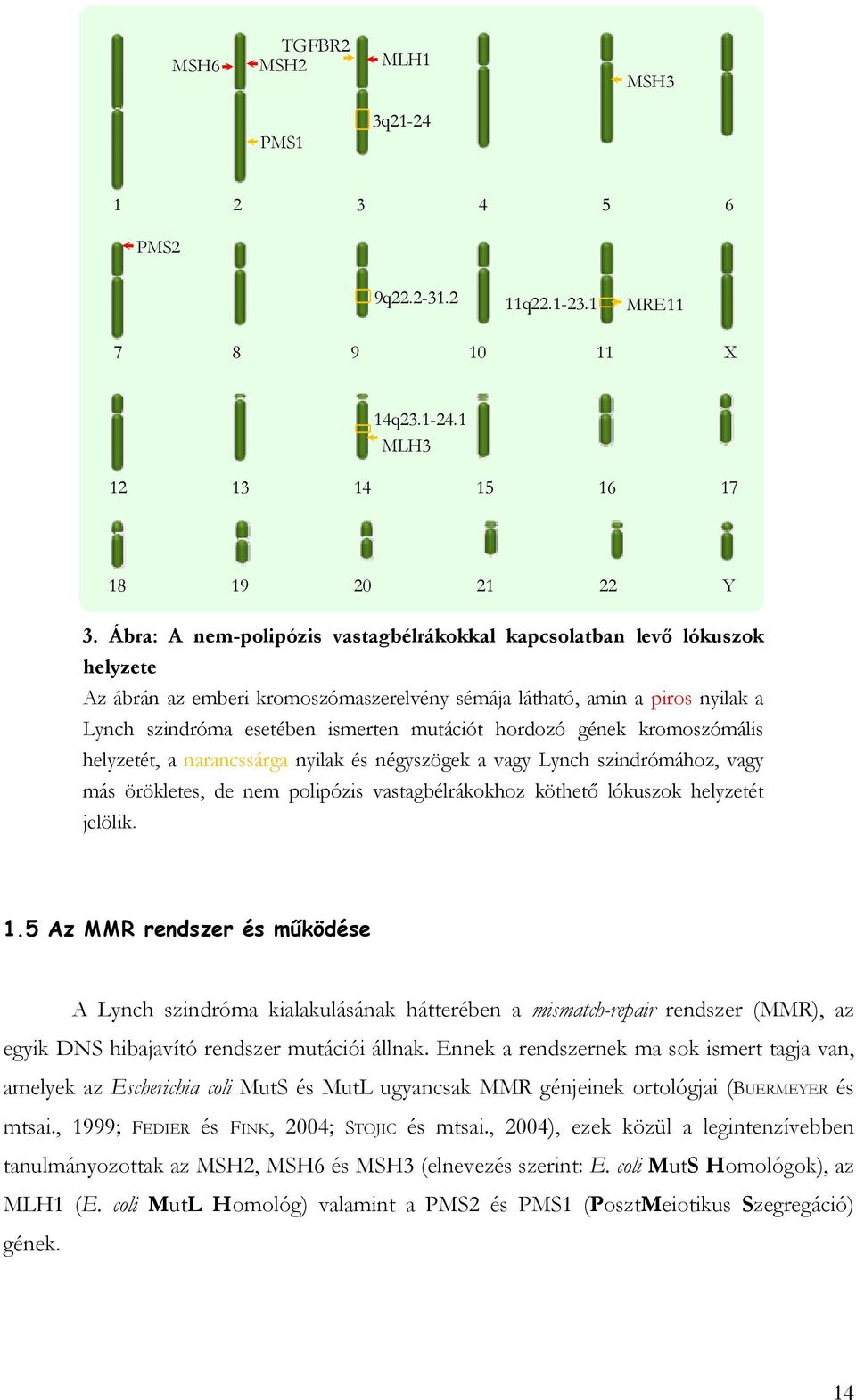 hordozó gének kromoszómális helyzetét, a narancssárga nyilak és négyszögek a vagy Lynch szindrómához, vagy más örökletes, de nem polipózis vastagbélrákokhoz köthető lókuszok helyzetét jelölik. 1.