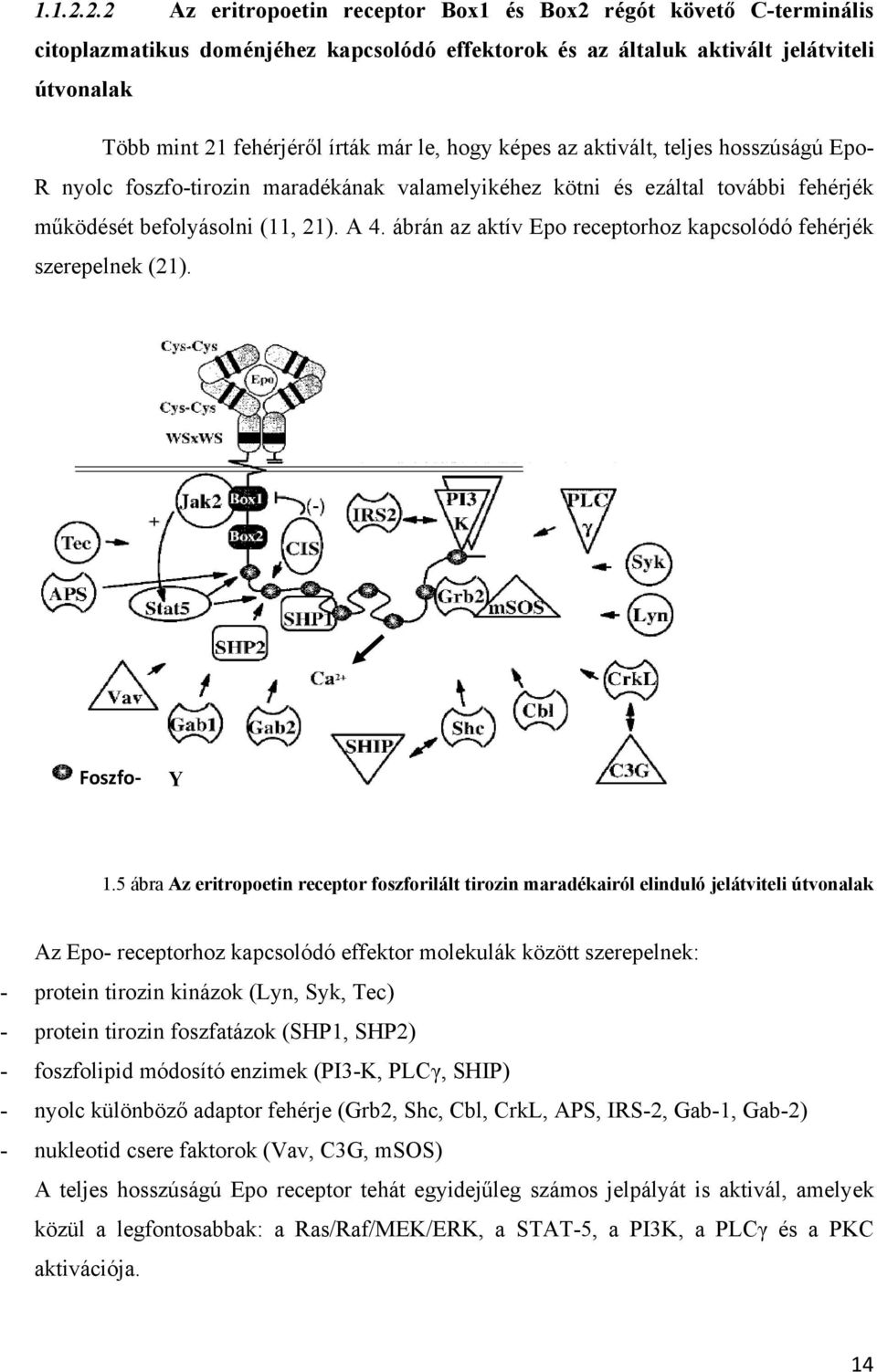 hogy képes az aktivált, teljes hosszúságú Epo- R nyolc foszfo-tirozin maradékának valamelyikéhez kötni és ezáltal további fehérjék működését befolyásolni (11, 21). A 4.