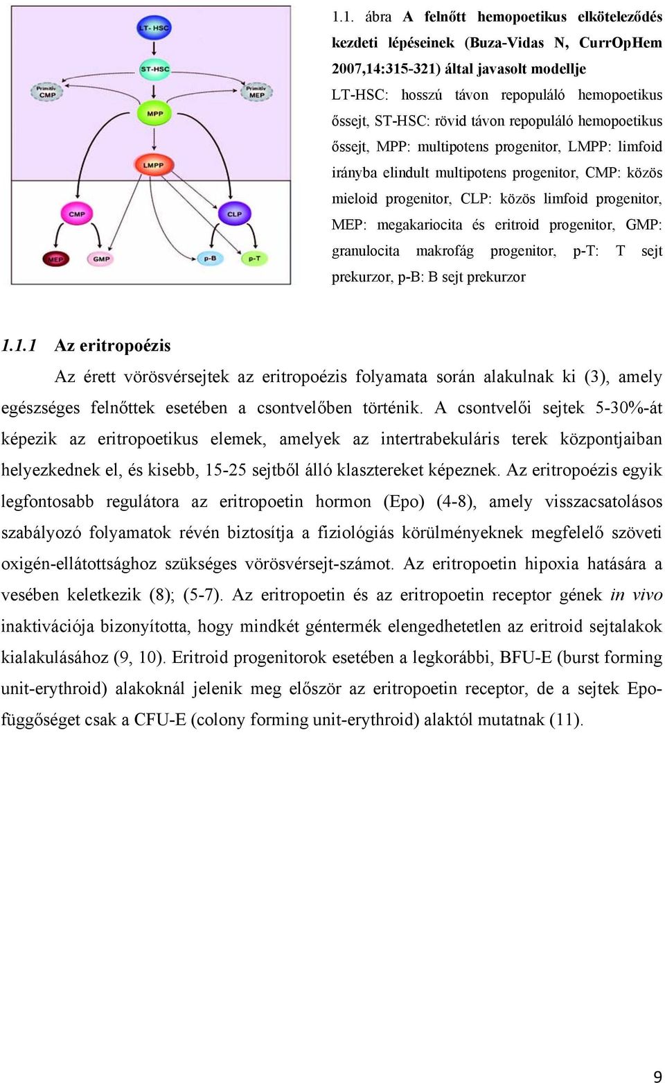 megakariocita és eritroid progenitor, GMP: granulocita makrofág progenitor, p-t: T sejt prekurzor, p-b: B sejt prekurzor 1.