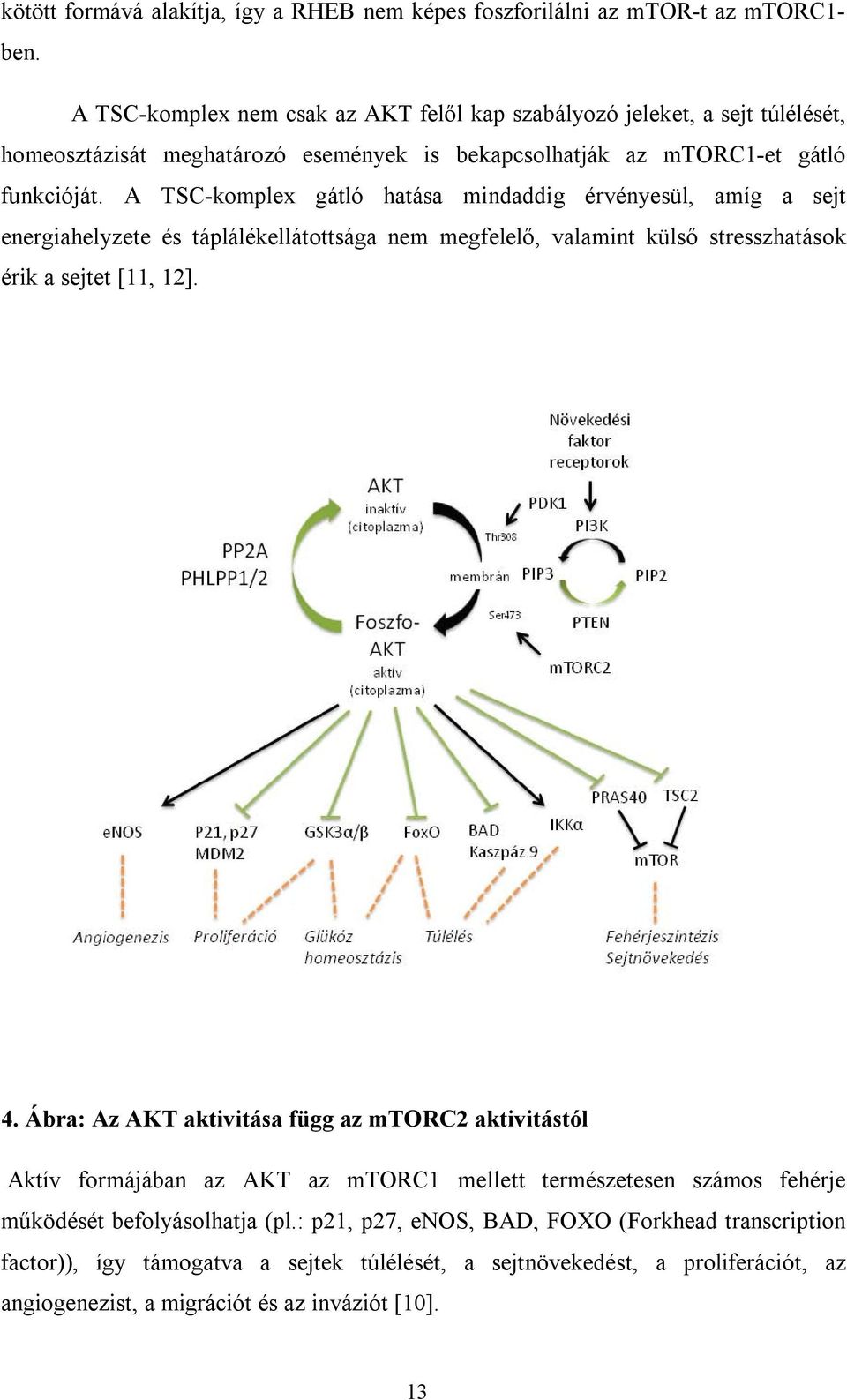 A TSC-komplex gátló hatása mindaddig érvényesül, amíg a sejt energiahelyzete és táplálékellátottsága nem megfelelő, valamint külső stresszhatások érik a sejtet [11, 12]. 4.