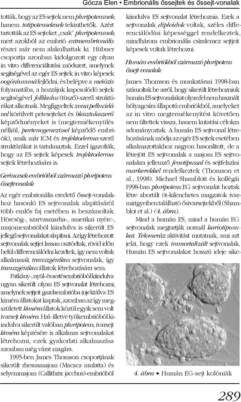 Hübner csoportja azonban kidolgozott egy olyan in vitro differenciáltatási módszert, amelynek segítségével az egér ES sejtek in vitro képesek oogóniummá fejlõdni, és be lépve a meiózis folyamatába, a