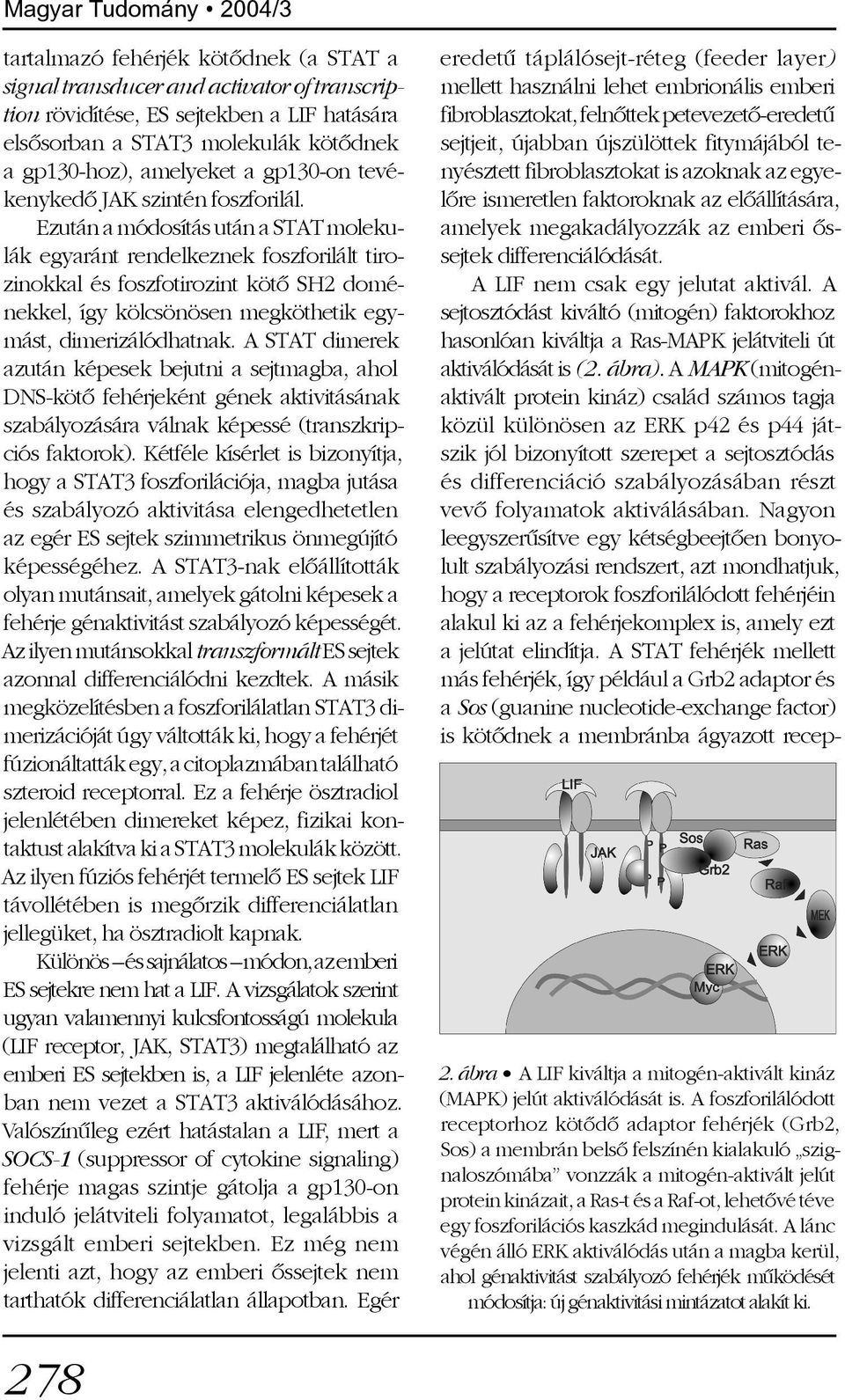 Ezután a módosítás után a STAT molekulák egyaránt rendelkeznek foszforilált tirozinokkal és foszfotirozint kötõ SH2 doménekkel, így kölcsönösen megköthetik egymást, dimerizálódhatnak.