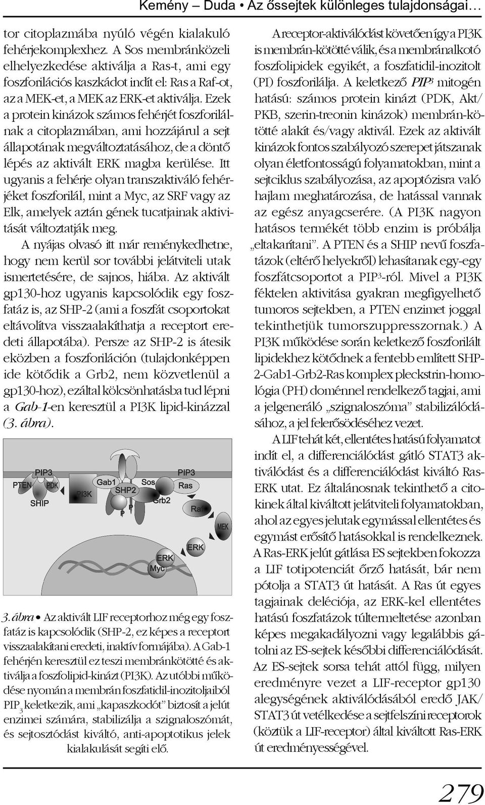 Ezek a protein kinázok számos fehérjét foszforilálnak a citoplazmában, ami hozzájárul a sejt állapotának megváltoztatásához, de a döntõ lépés az aktivált ERK magba kerülése.