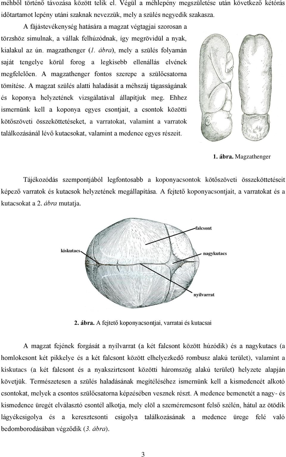 ábra), mely a szülés folyamán saját tengelye körül forog a legkisebb ellenállás elvének megfelelően. A magzathenger fontos szerepe a szülőcsatorna tömítése.