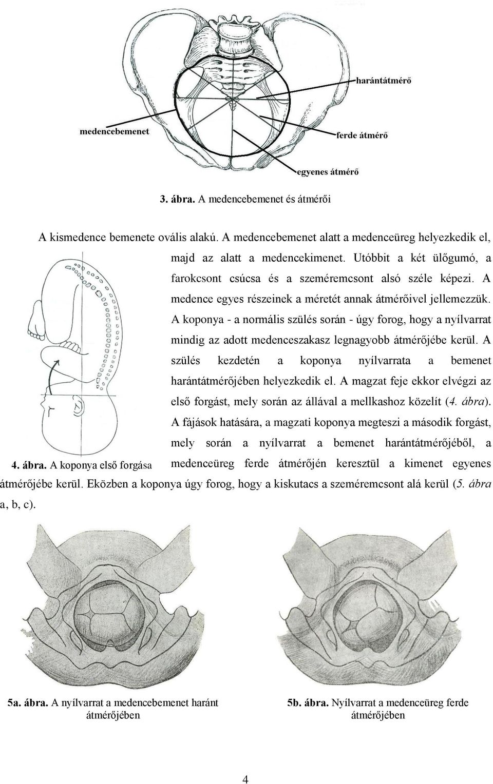 A koponya - a normális szülés során - úgy forog, hogy a nyílvarrat mindig az adott medenceszakasz legnagyobb átmérőjébe kerül.