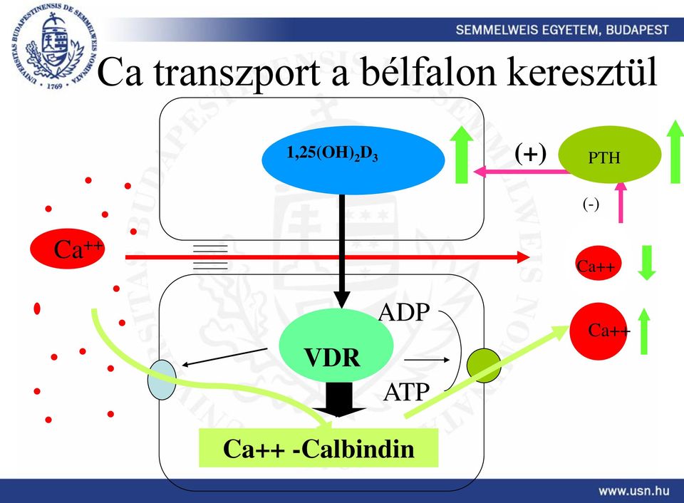 PTH PTH (-) Ca ++ Ca ++ Ca++ DVR