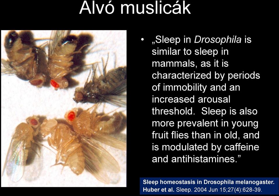 Sleep is also more prevalent in young fruit flies than in old, and is modulated by