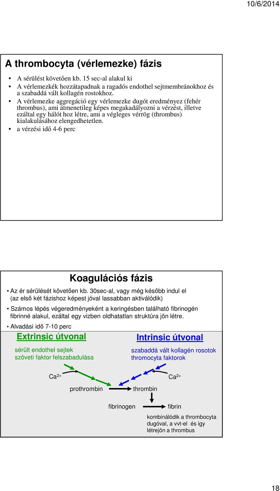 kialakulásához elengedhetetlen. a vérzési idő 4-6 perc Extrinsic útvonal sérült endothel sejtek szöveti faktor felszabadulása Koagulációs fázis Az ér sérülését követően kb.