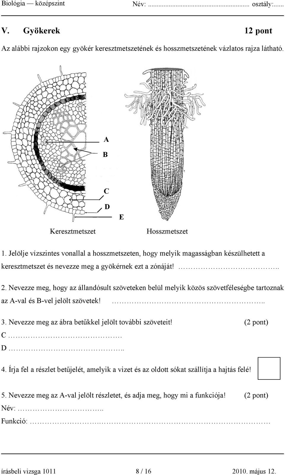 Nevezze meg, hogy az állandósult szöveteken belül melyik közös szövetféleségbe tartoznak az A-val és B-vel jelölt szövetek!.. 3. Nevezze meg az ábra betűkkel jelölt további szöveteit!