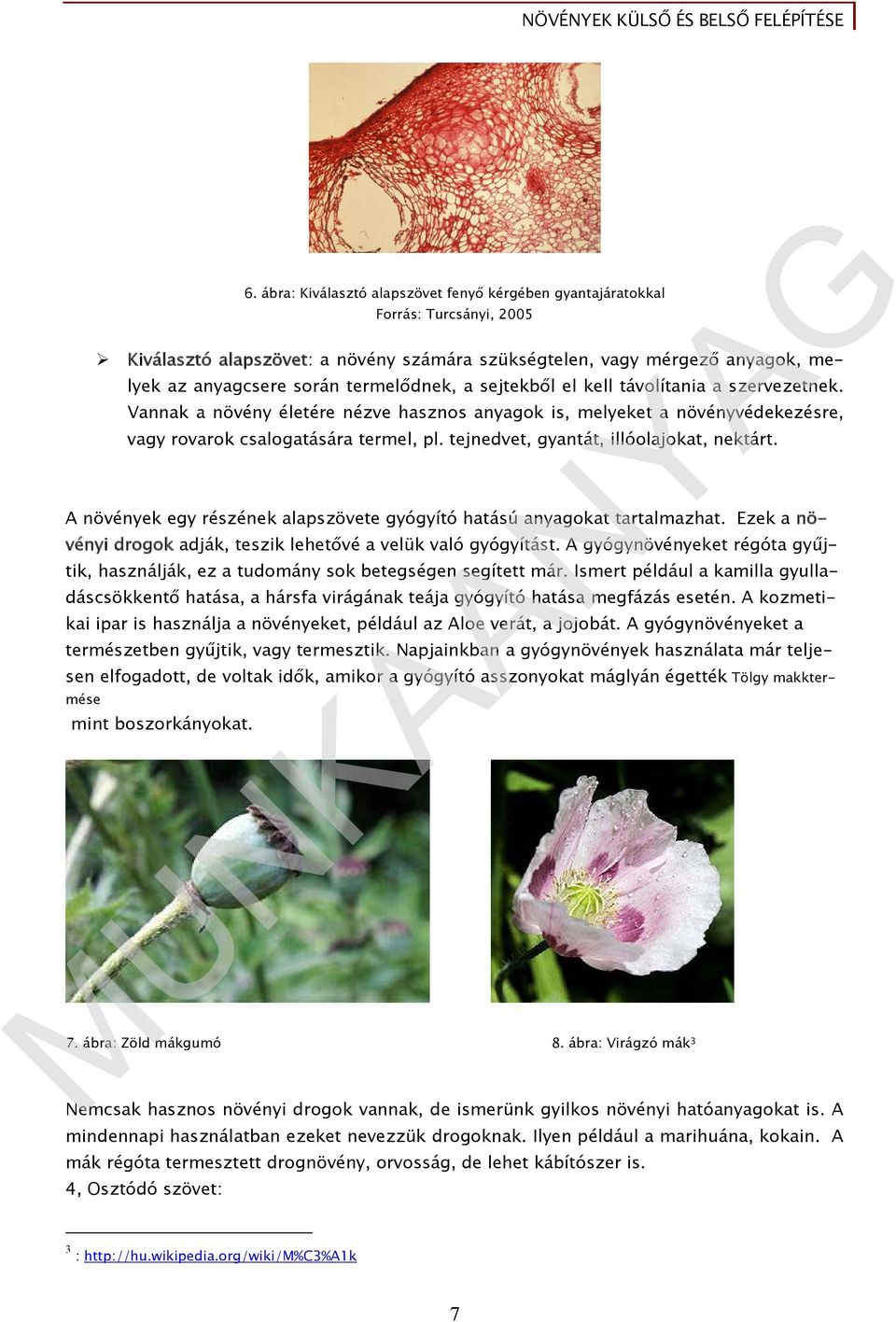 Növények külső és belső felépítése - PDF Ingyenes letöltés
