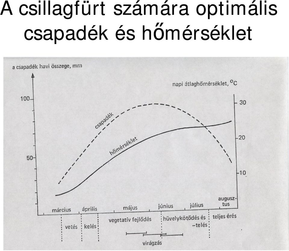 optimális