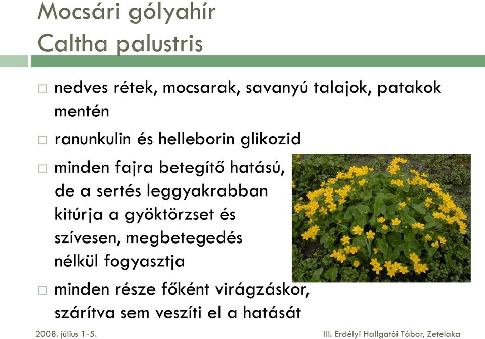 hatású, de a sertés leggyakrabban kitúrja a gyöktörzset és szívesen,
