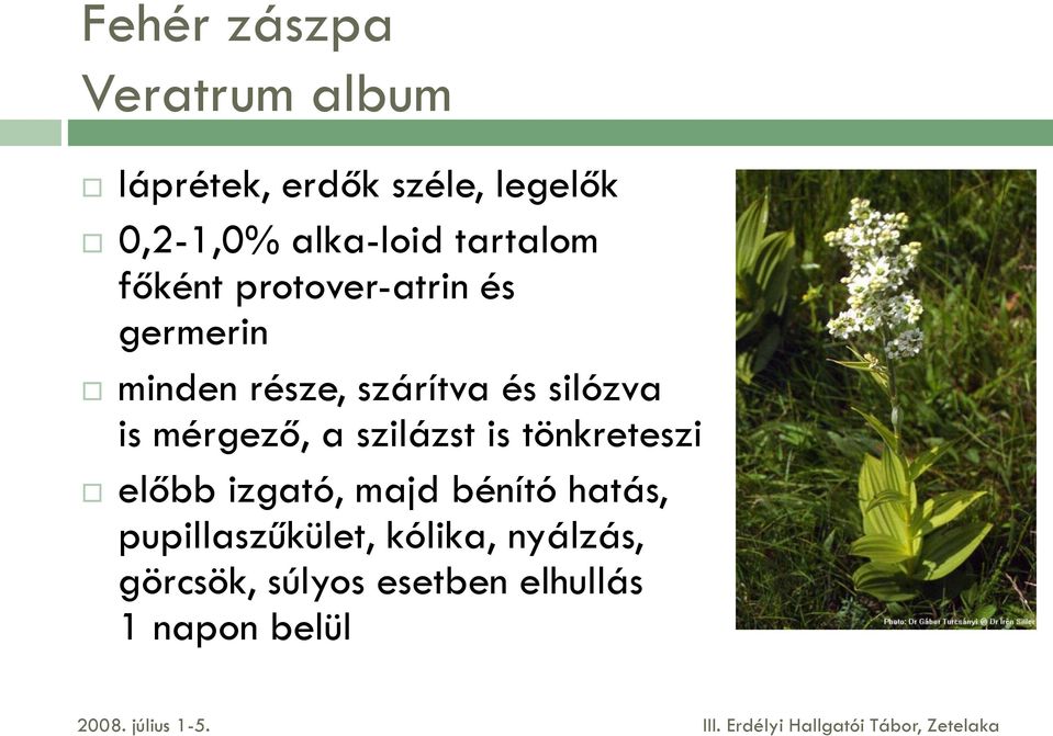 és silózva is mérgező, a szilázst is tönkreteszi előbb izgató, majd bénító