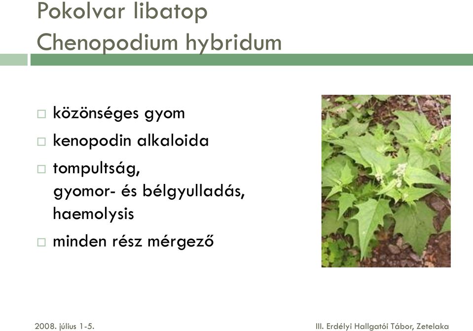 alkaloida tompultság, gyomor- és