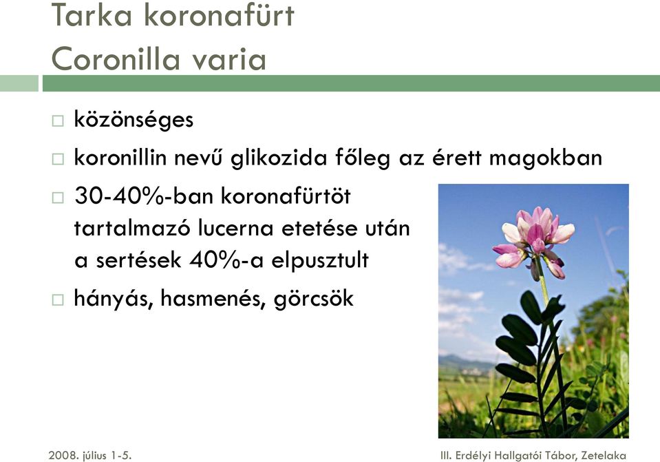 30-40%-ban koronafürtöt tartalmazó lucerna etetése