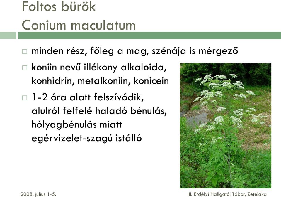 konhidrin, metalkoniin, konicein 1-2 óra alatt felszívódik,