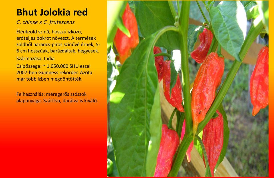 A termések zöldből narancs-piros színűvé érnek, 5-6 cm hosszúak, barázdáltak, hegyesek.