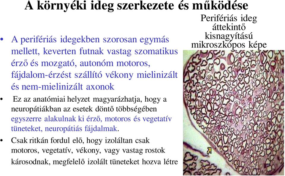 döntő többségében egyszerre alakulnak ki érző, motoros és vegetatív tüneteket, neuropátiás fájdalmak.