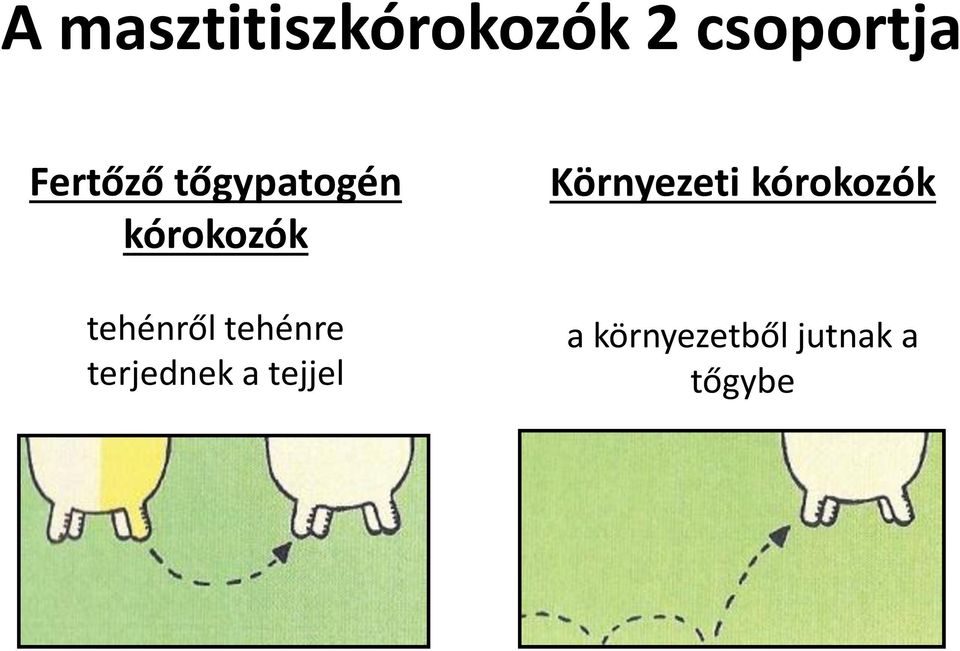 tehénről tehénre terjednek a tejjel