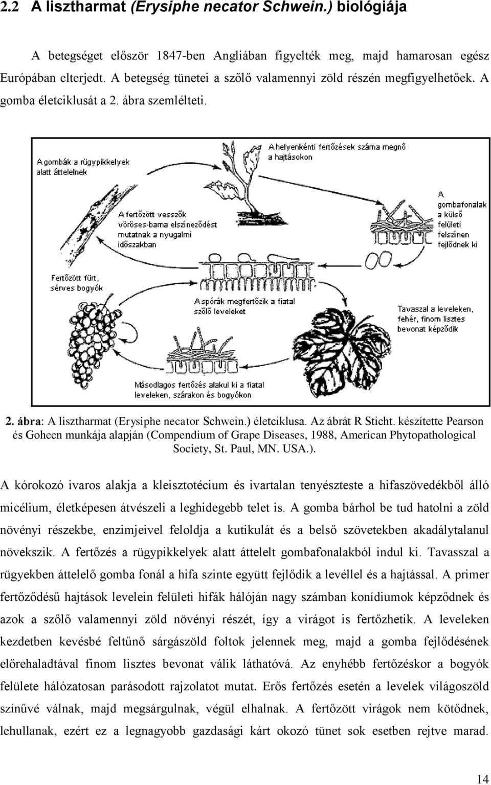 készítette Pearson és Goheen munkája alapján (Compendium of Grape Diseases, 1988, American Phytopathological Society, St. Paul, MN. USA.).