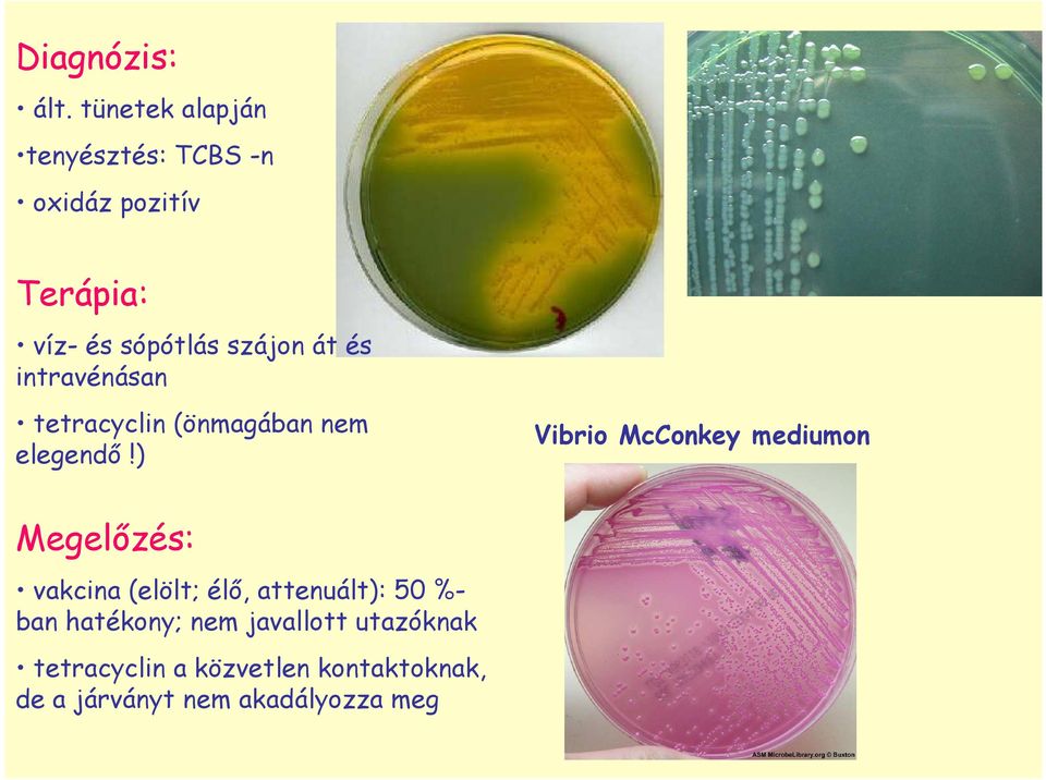 át és intravénásan tetracyclin (önmagában nem elegendı!