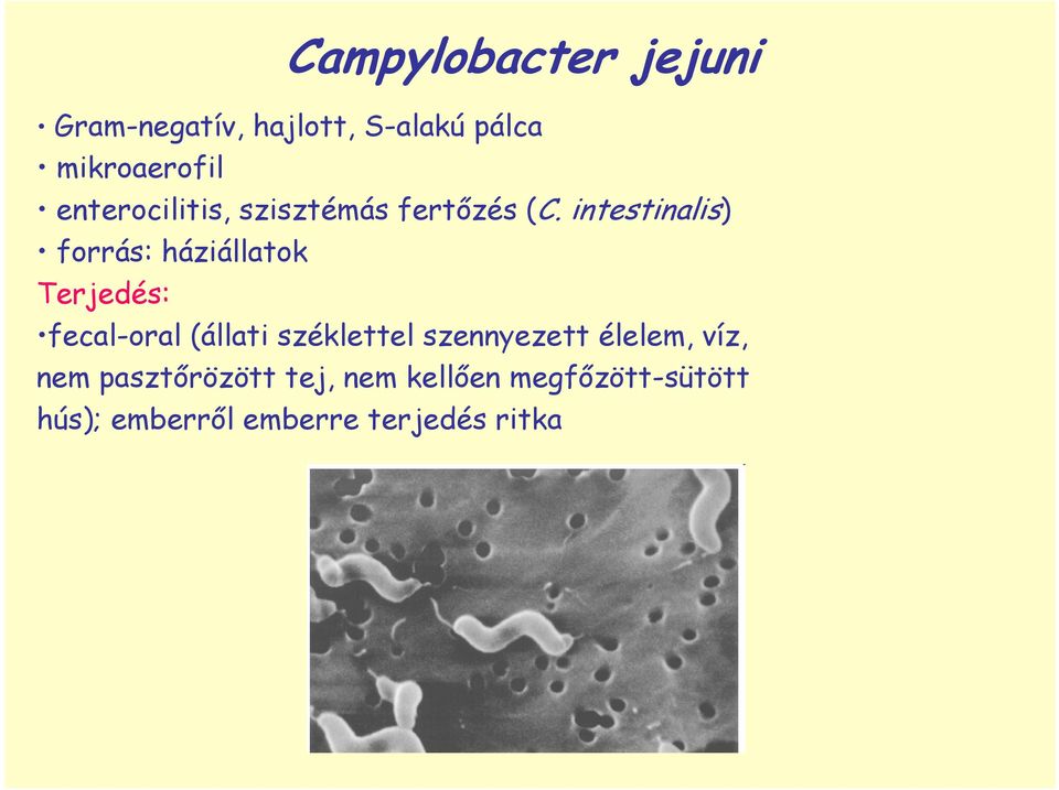 intestinalis) forrás: háziállatok Terjedés: fecal-oral (állati széklettel