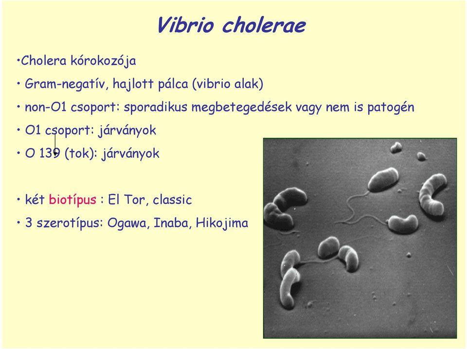 nem is patogén O1 csoport: járványok O 139 (tok): járványok