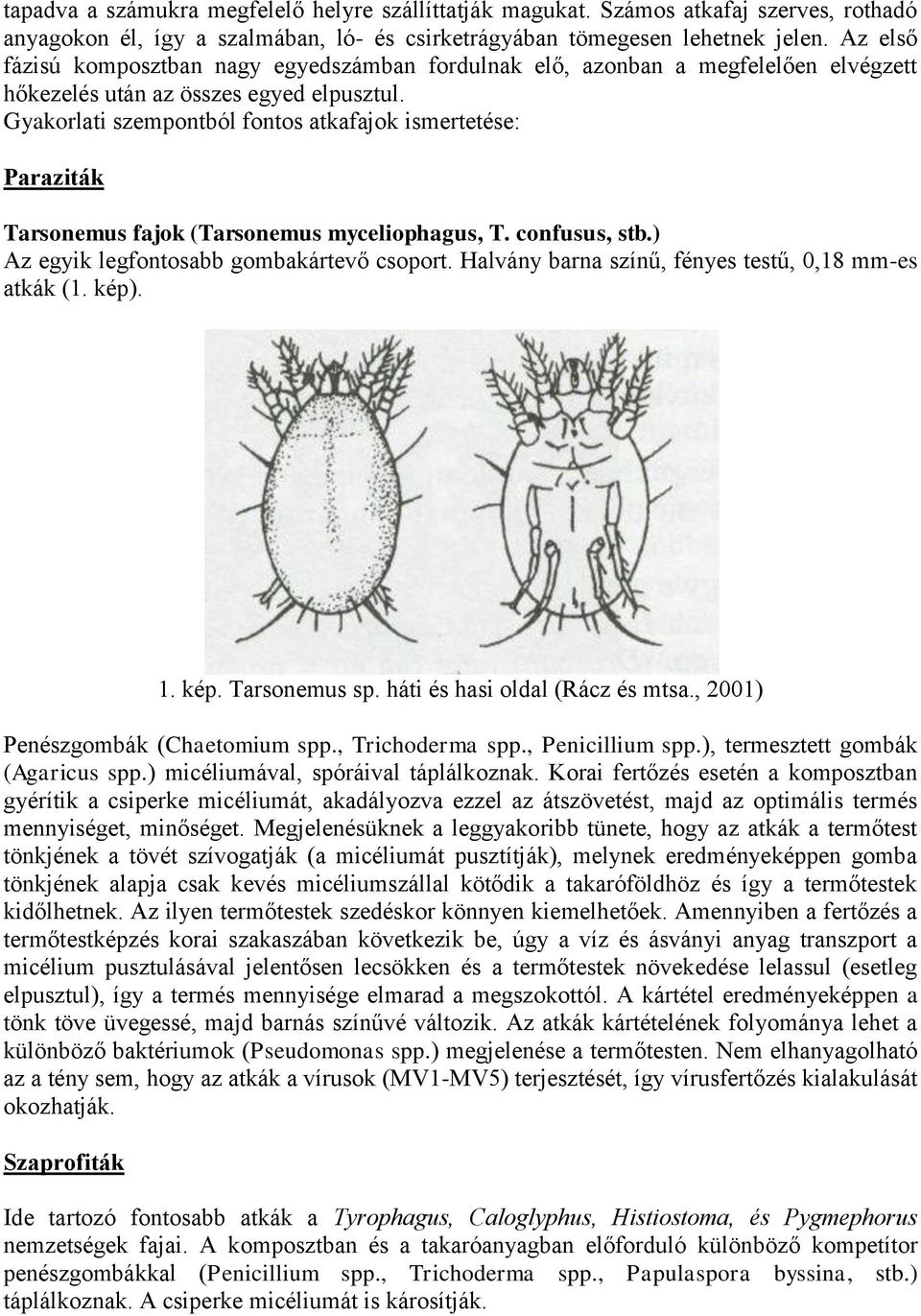Gyakorlati szempontból fontos atkafajok ismertetése: Paraziták Tarsonemus fajok (Tarsonemus myceliophagus, T. confusus, stb.) Az egyik legfontosabb gombakártevő csoport.