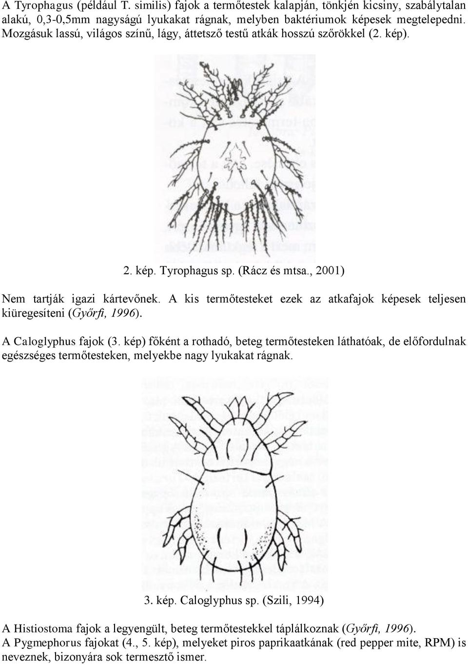 A kis termőtesteket ezek az atkafajok képesek teljesen kiüregesíteni (Győrfi, 1996). A Caloglyphus fajok (3.