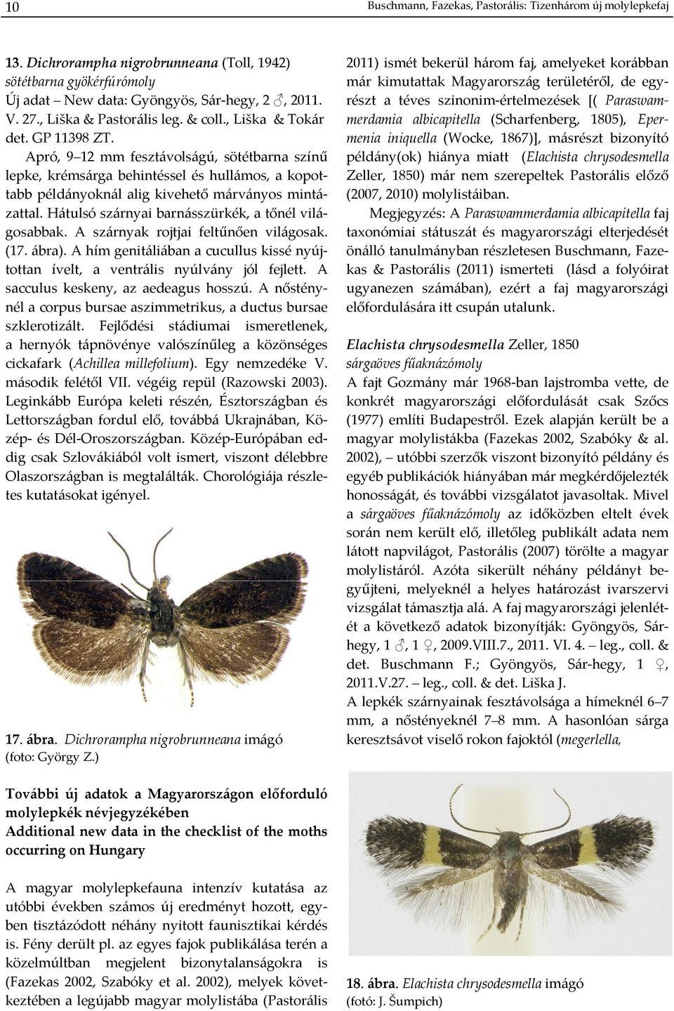 Apró, 9 12 mm fesztávolságú, sötétbarna színű lepke, krémsárga behintéssel és hullámos, a kopottabb példányoknál alig kivehető márványos mintázattal.