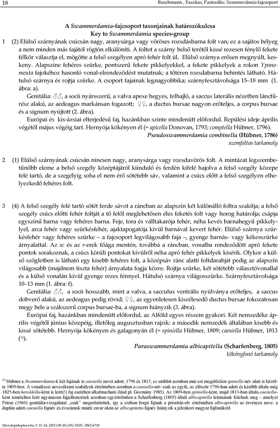 A foltot a szárny belső terétől kissé rezesen fénylő fekete félkör választja el, mögötte a felső szegélyen apró fehér folt ül. Elülső szárnya erősen megnyúlt, keskeny.
