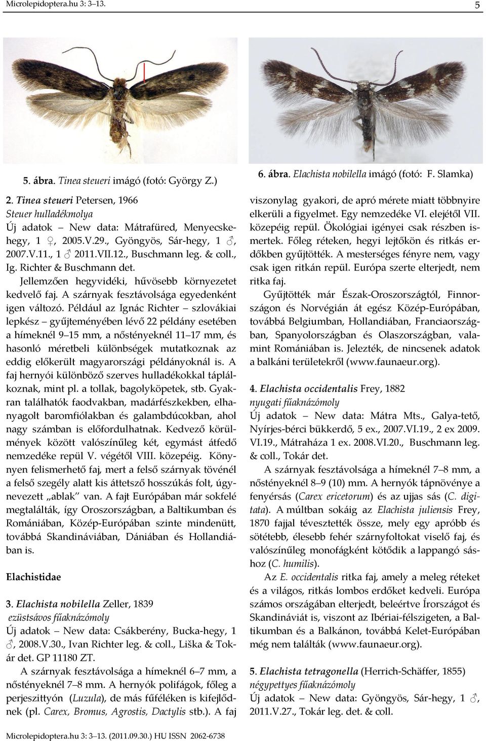 A szárnyak fesztávolsága egyedenként igen változó.