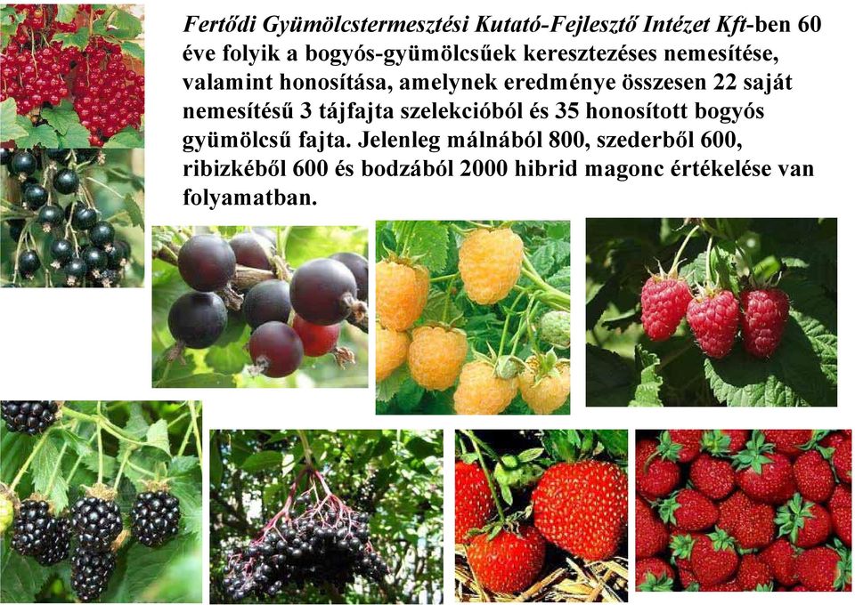 összesen 22 saját nemesítésű 3 tájfajta szelekcióból és 35 honosított bogyós gyümölcsű
