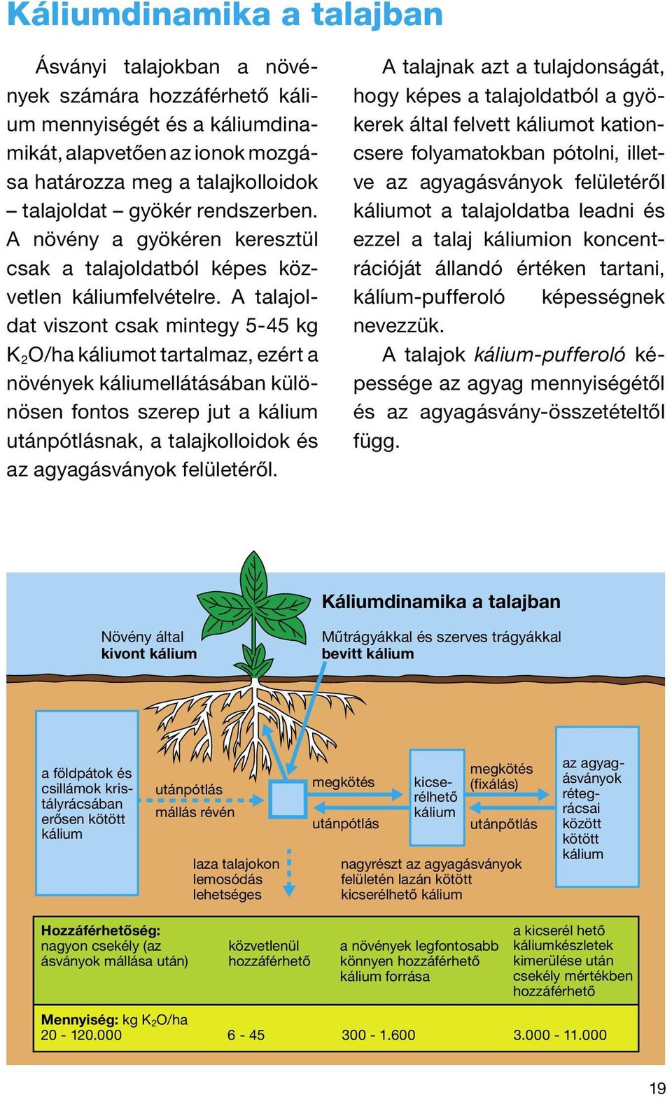 A talajoldat viszont csak mintegy 5-45 kg K 2 O/ha káliumot tartalmaz, ezért a növények káliumellátásában különösen fontos szerep jut a kálium utánpótlásnak, a talajkolloidok és az agyagásványok