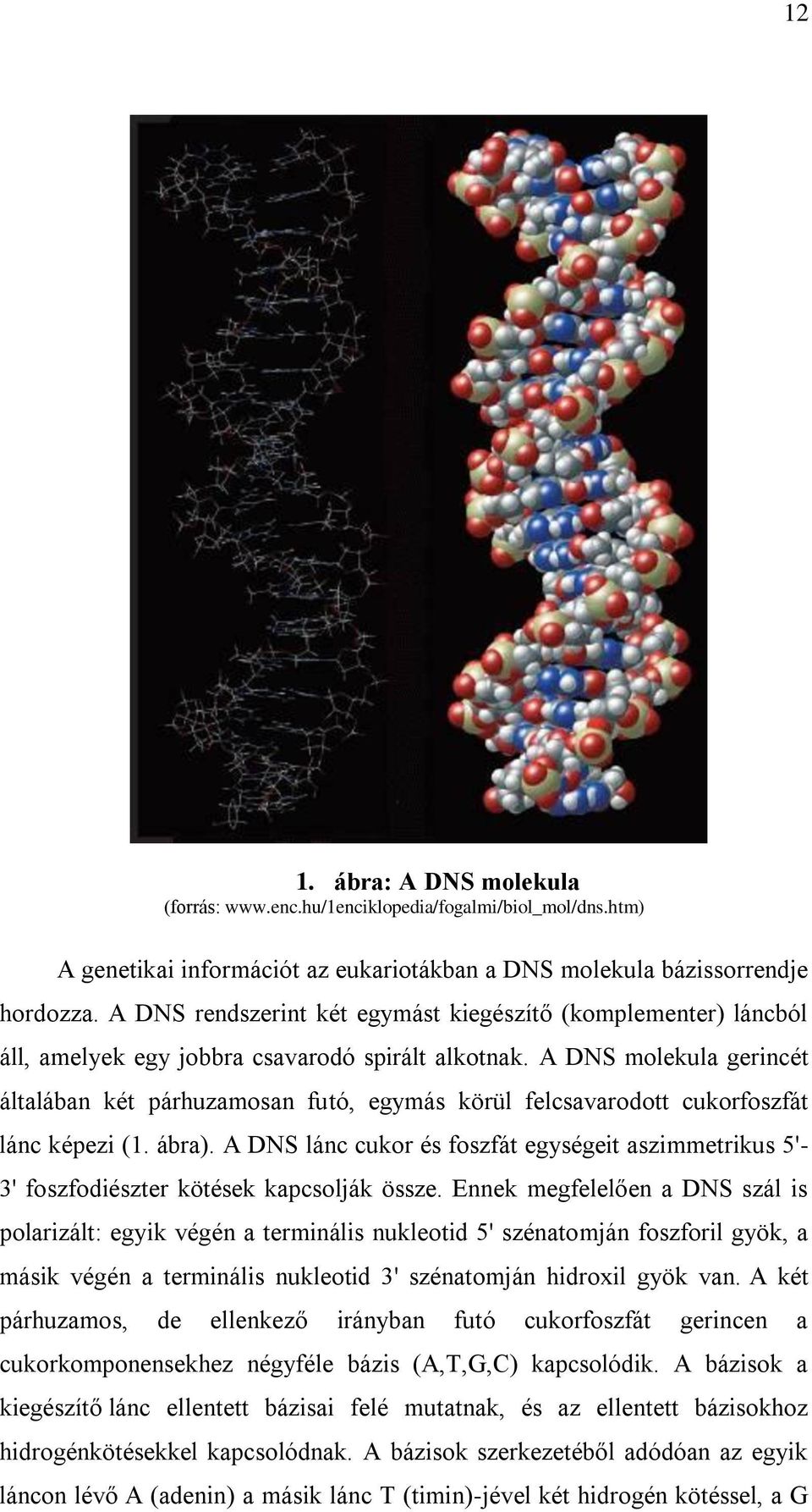 A DNS molekula gerincét általában két párhuzamosan futó, egymás körül felcsavarodott cukorfoszfát lánc képezi (1. ábra).