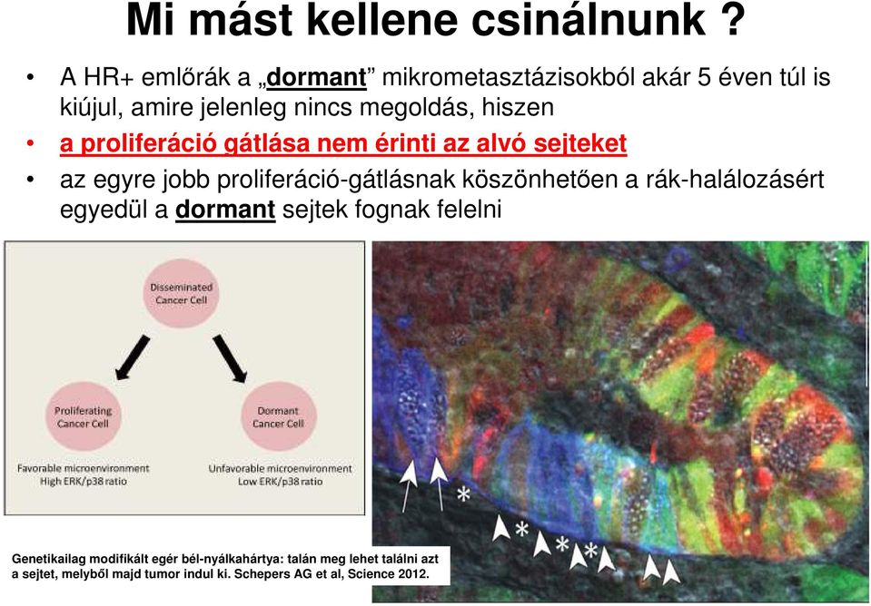 a proliferáció gátlása nem érinti az alvó sejteket az egyre jobb proliferáció-gátlásnak köszönhetően a