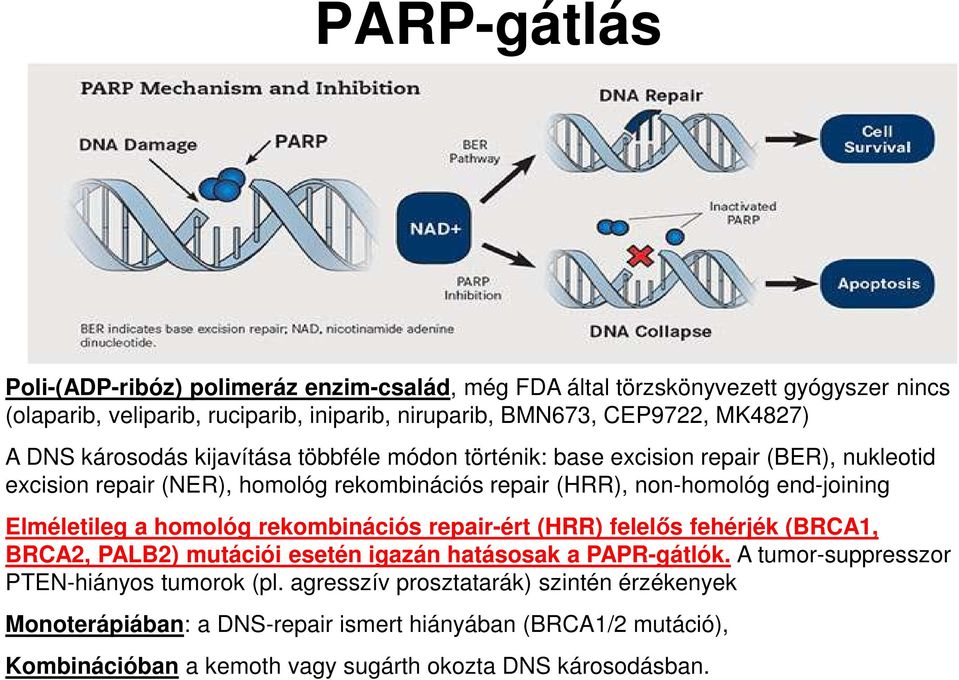end-joining Elméletileg a homológ rekombinációs repair-ért (HRR) felelős fehérjék (BRCA1, BRCA2, PALB2) mutációi esetén igazán hatásosak a PAPR-gátlók.