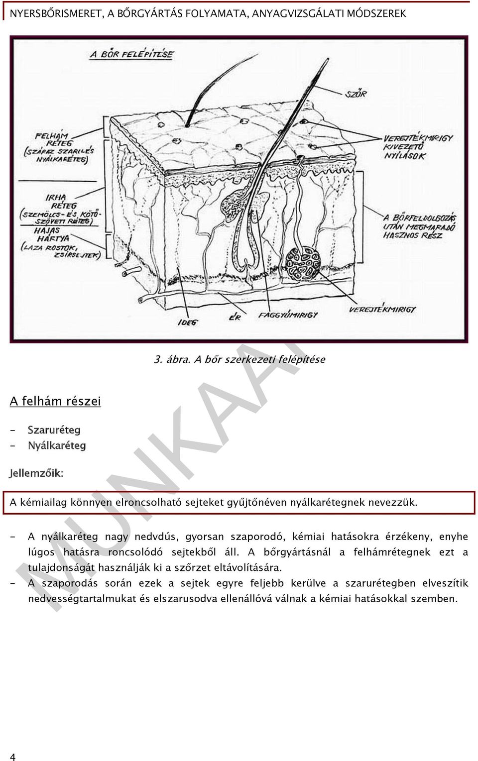 - A nyálkaréteg nagy nedvdús, gyorsan szaporodó, kémiai hatásokra érzékeny, enyhe lúgos hatásra roncsolódó sejtekből áll.