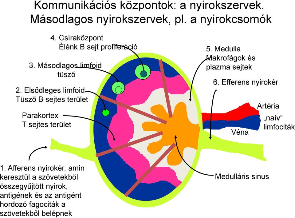 Elsődleges limfoid Tüsző B sejtes terület Parakortex T sejtes terület 5. Medulla Makrofágok és plazma sejtek 6.