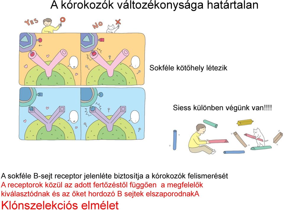 !!! A sokféle B-sejt receptor jelenléte biztosítja a kórokozók felismerését