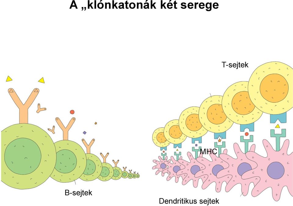 T-sejtek MHC